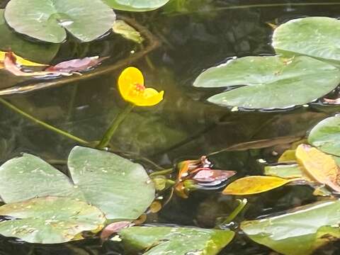 生態園區動植物資源豐富，也能看到原生種台灣萍蓬草的可愛身影。（圖片來源：臺北市政府工務局公園路燈工程管理處）