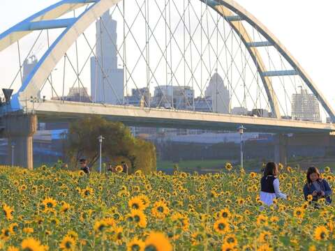 北市賞花新秘境   中正河濱花海盛開   大波斯菊「粉」浪漫