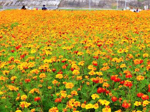 北市賞花新秘境   中正河濱花海盛開   大波斯菊「粉」浪漫
