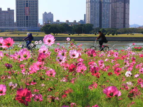 北市賞花新秘境   中正河濱花海盛開   大波斯菊「粉」浪漫