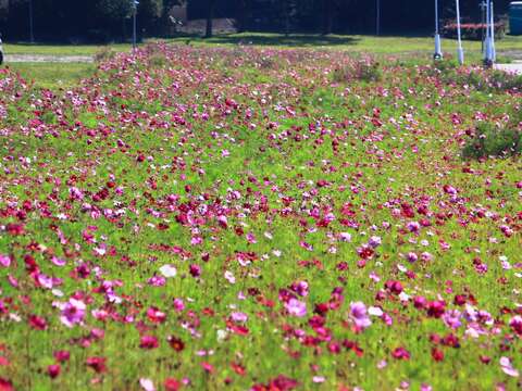 北市賞花新秘境   中正河濱花海盛開   大波斯菊「粉」浪漫