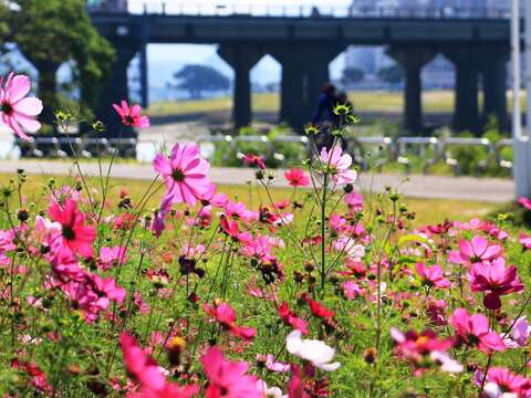 北市賞花新秘境   中正河濱花海盛開   大波斯菊「粉」浪漫