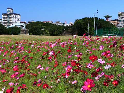 北市賞花新秘境   中正河濱花海盛開   大波斯菊「粉」浪漫