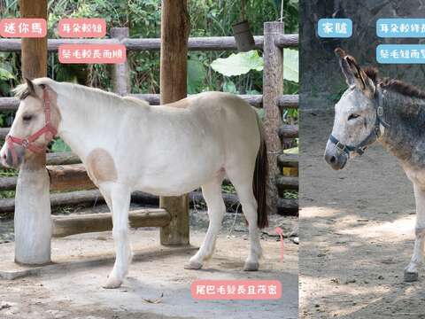 迷你馬和家驢的特徵比較（圖片來源：臺北市立動物園）