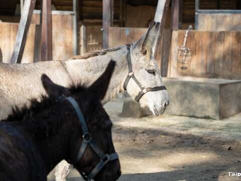 家驢雙耳修長，鬃毛比較短。（圖片來源：臺北市立動物園）