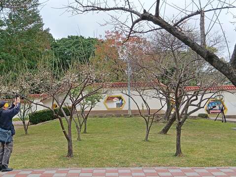 志成公園典雅庭園景致，梅花錯落有致。（圖片來源：臺北市政府工務局公園路燈工程管理處）