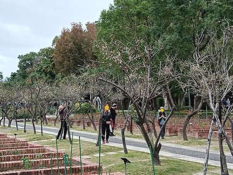 士林官邸玫瑰園梅花開花情形。（圖片來源：臺北市政府工務局公園路燈工程管理處）
