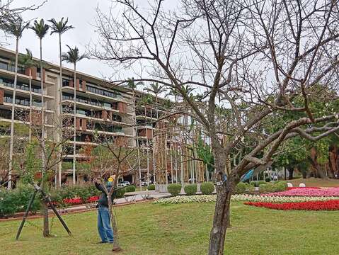 中山北路460巷旁的梅花（圖片來源：臺北市政府工務局公園路燈工程管理處）