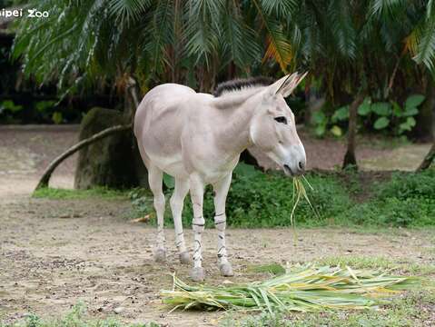臺北市立動物園照養的非洲野驢屬於索馬利亞種。（圖片來源：臺北市立動物園）