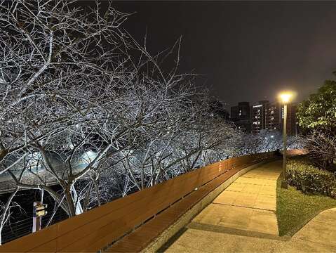 公園處特別設計燈光照明，讓賞櫻民眾在月夜之下，享受另一種櫻花之美。（圖片來源：臺北市政府工務局公園路燈工程管理處）