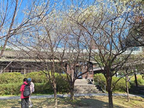 逸仙公園內國父史蹟館等歷史建築環繞映襯的梅花之美（圖片來源：臺北市政府工務局公園路燈工程管理處）