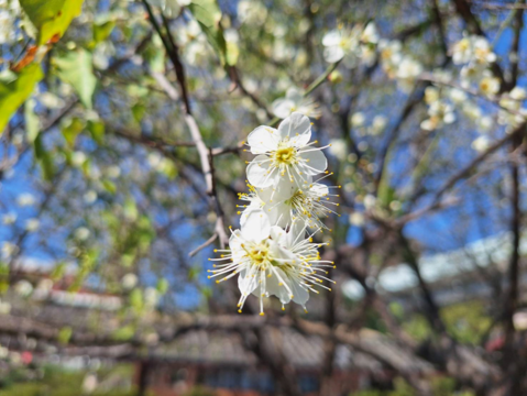 梅花姿態悠雅而芬芳（圖片來源：臺北市政府工務局公園路燈工程管理處）