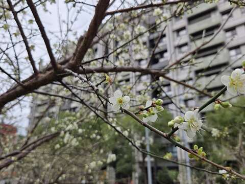 愈冷愈開花的白梅（圖片來源：臺北市政府工務局公園路燈工程管理處）