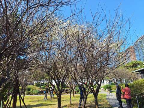 逸仙公園內的梅花陸續開放中，吸引遊客駐足停留（圖片來源：臺北市政府工務局公園路燈工程管理處）