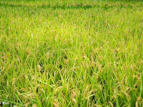 夏季時兒童動物區的稻田已成為一片黃澄澄的風景，吸引許多鳥類覓食。（圖片來源：臺北市立動物園）