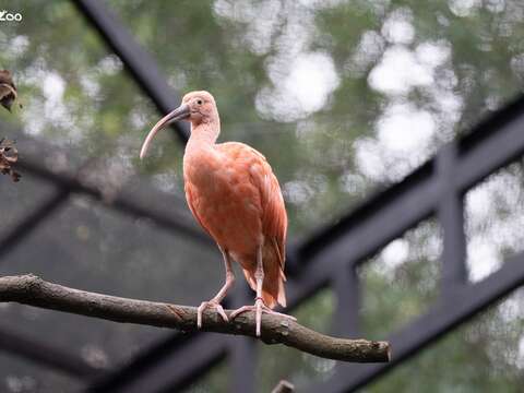 活動場加入新室友紅鵲混群。(圖片來源:臺北市立動物園)
