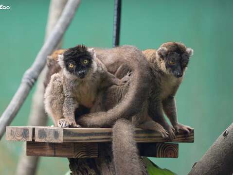 褐狐猴會窩在一起互相理毛。(圖片來源:臺北市立動物園)