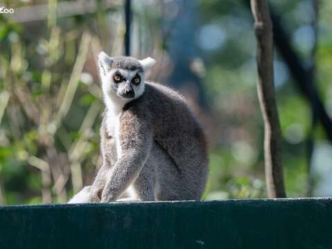 環尾狐猴利用棧架上的空間活動。(圖片來源:臺北市立動物園)