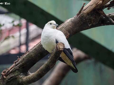 另外一種新室友是黑袖鶴。(圖片來源:臺北市立動物園)
