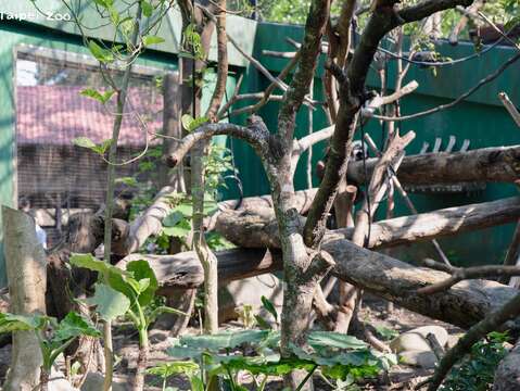 狐猴活動場布置複雜的棧木讓動物攀爬。(圖片來源:臺北市立動物園)
