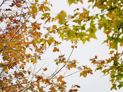 公園楓香樹正由翠綠轉為金黃至深紅色中（圖片來源：臺北市政府工務局衛生下水道工程處）