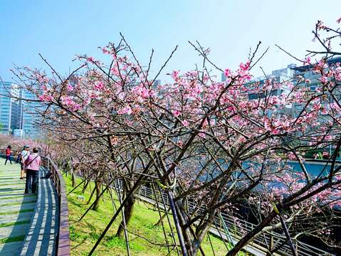 內湖樂活公園能近距離欣賞盛開的櫻花。（圖片來源：臺北市政府觀光傳播局）