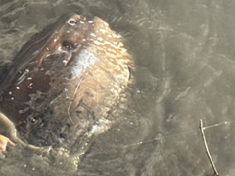 Unexpected "Sunfish" Sight at Guandu Pier? APO and Ferry Staff Team Up to Help Stranded Ocean Sunfish Return to Sea