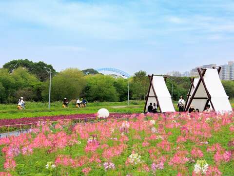 古亭河濱公園 醉蝶花繽紛盛開(圖片來源:臺北市政府工務局水利工程處)