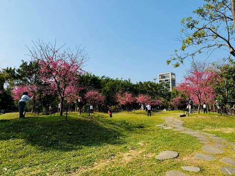 公園棕櫚區旁河津櫻已滿開，賞櫻請儘早（圖片來源：臺北市政府工務局公園路燈工程管理處）