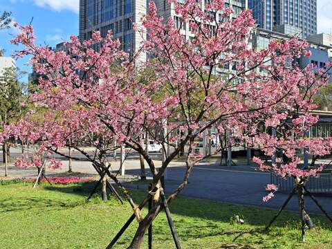 市府周邊櫻花盛開-左側拍。（圖片來源：臺北市政府工務局公園路燈工程管理處）