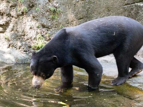 馬來熊熊霸是在臺北市立動物園出生長大的馬來熊。(圖片來源:臺北市立動物園)