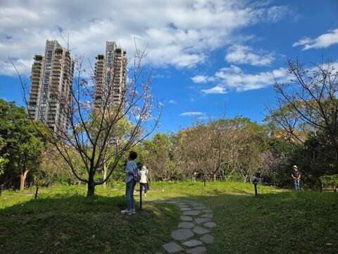 公園內大漁櫻花朵正準備綻放（圖片來源：臺北市政府工務局公園路燈工程管理處）