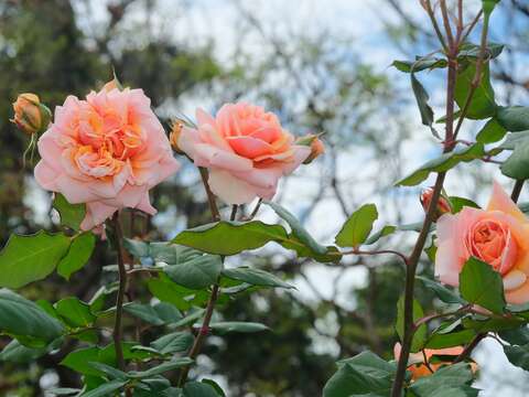 維爾西尼（圖片來源：臺北市政府工務局公園路燈工程管理處）