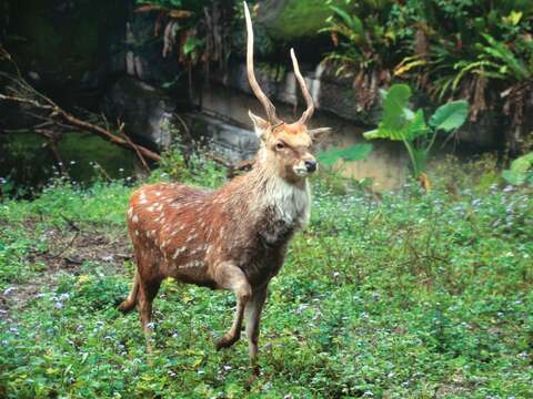 P20-23 漫遊-1@台北市立動物園-春日氣溫回暖，梅花鹿迎來換毛的季節，遊客可欣賞牠們煥然一新的可愛模樣。