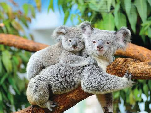 P32-35-寫真-1@台北市立動物園-無尾熊寶寶一歲後便會獨立生活,與母親依偎的時光格外珍貴。