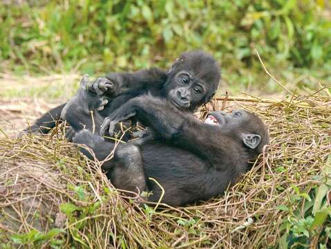 P32-35-寫真-4@台北市立動物園-金剛猩猩兄弟是彼此的最佳玩伴。(攝影/詹德川)