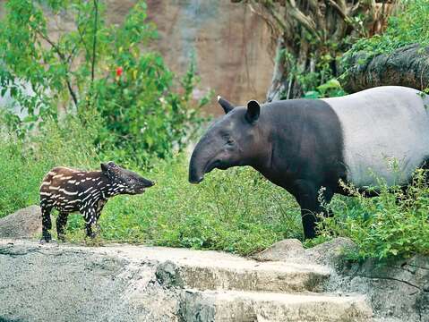 P32-35-寫真-6@台北市立動物園-馬來貘親子在綠意中對望,幼獸的黑白花紋是成長階段的可愛印記。(攝影/詹德川)