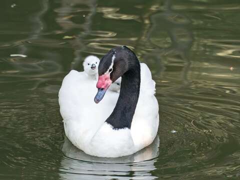 P32-35-寫真-7@台北市立動物園-黑頸天鵝為幼鳥築起一座流動的庇護所。