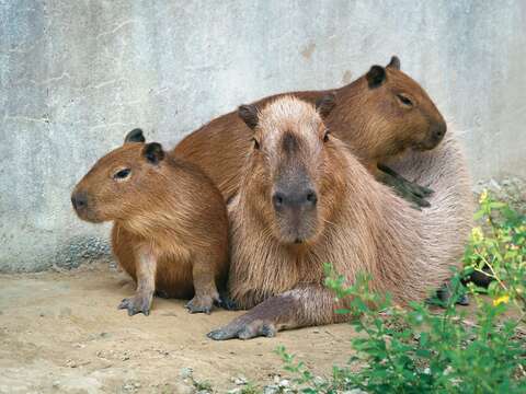 P32-35-寫真-8@台北市立動物園-水豚喜愛群居,常可看到一家相依而坐的萌樣。(攝影/詹德川)