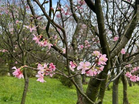 櫻花特寫（圖片來源：臺北市政府工務局公園路燈工程管理處）