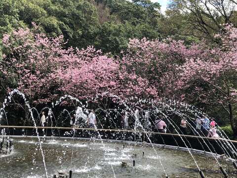 昭和櫻盛開（圖片來源：臺北市政府工務局公園路燈工程管理處）