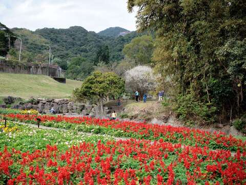 Taipei City's Riverside Blooms in Celebration of Spring Happy Chinese New Year of the Horse