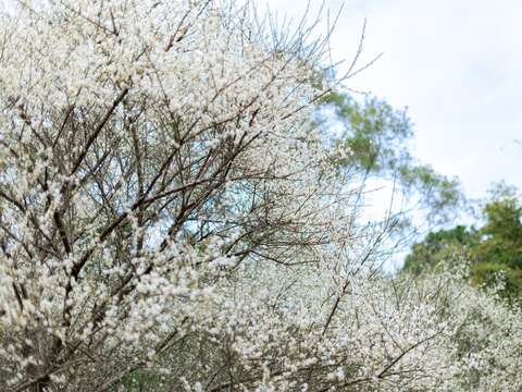 Taipei City's Riverside Blooms in Celebration of Spring Happy Chinese New Year of the Horse