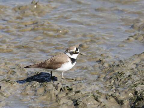 Taipei’s Winter Migratory Bird Spectacle: Shezidao Wetland Sees Record-Breaking Numbers of Common Snipes.