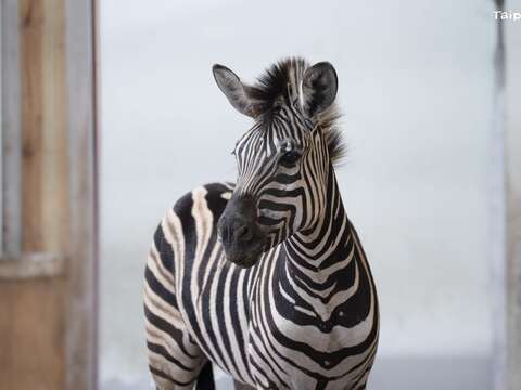查普曼斑馬「樹格登」在3月10日下午順利抵達臺北動物園。（圖片來源：臺北市立動物園）