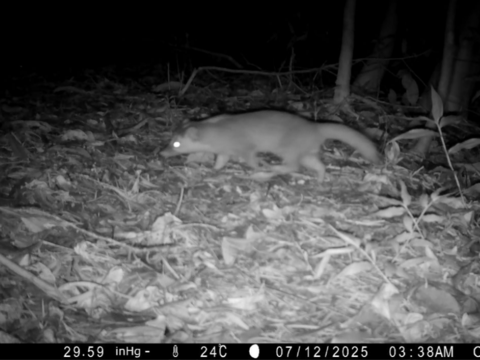 鼬獾（圖片來源：臺北市政府工務局公園路燈工程管理處）