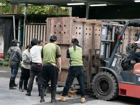 在保育員和獸醫們合力搬運護送下,蒙古野馬順利遷移到新環境。(圖片來源:臺北市立動物園)