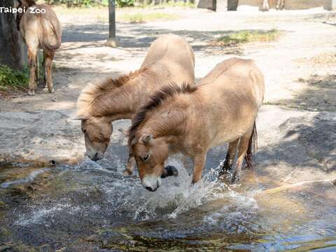 目前仍有部分蒙古野馬居住在溫帶動物區原本的空間。(圖片來源:臺北市立動物園)