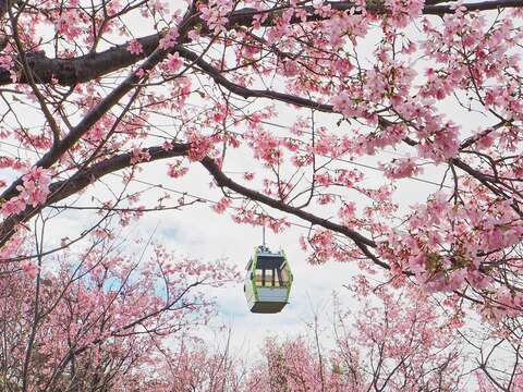 指南風景區櫻花綻放,纜車穿梭櫻花林間,春日景色浪漫。(圖片來源:臺北市政府工務局大地工程處)