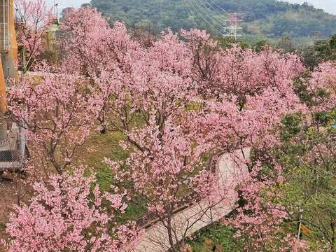 指南宮周邊山坡櫻花盛開,沿山坡鋪展出粉色春景。(圖片來源:臺北市政府工務局大地工程處)